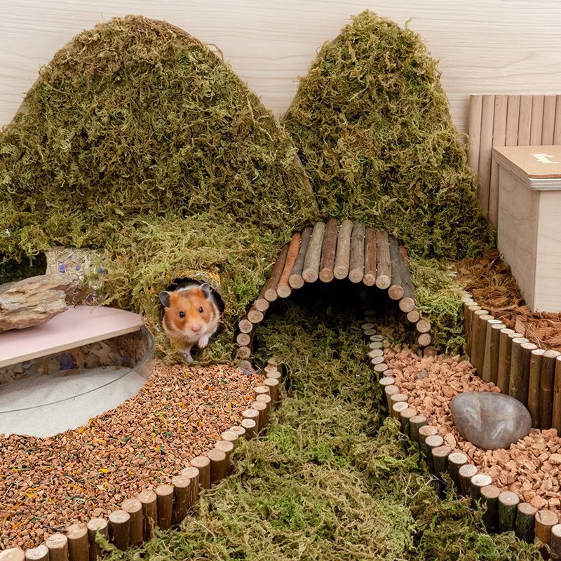 Oak Cork Hamster Digging Landscaping Supplies