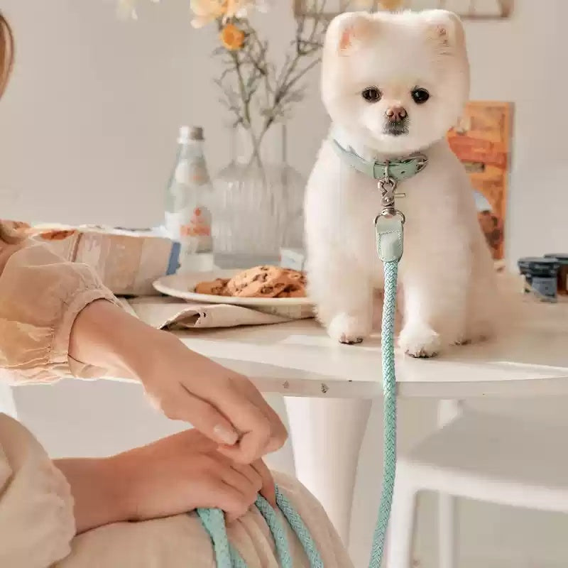 Dog Collar Leather Hand Holding Rope Leash